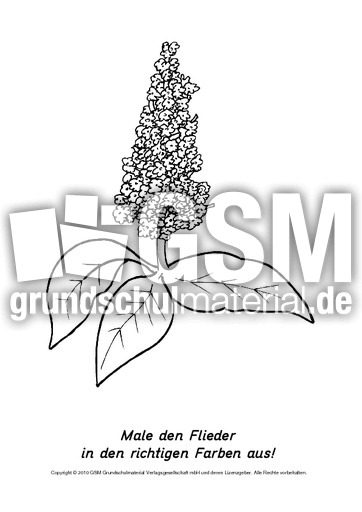 Frühlingsblüher-Ausmalbilder 4.pdf